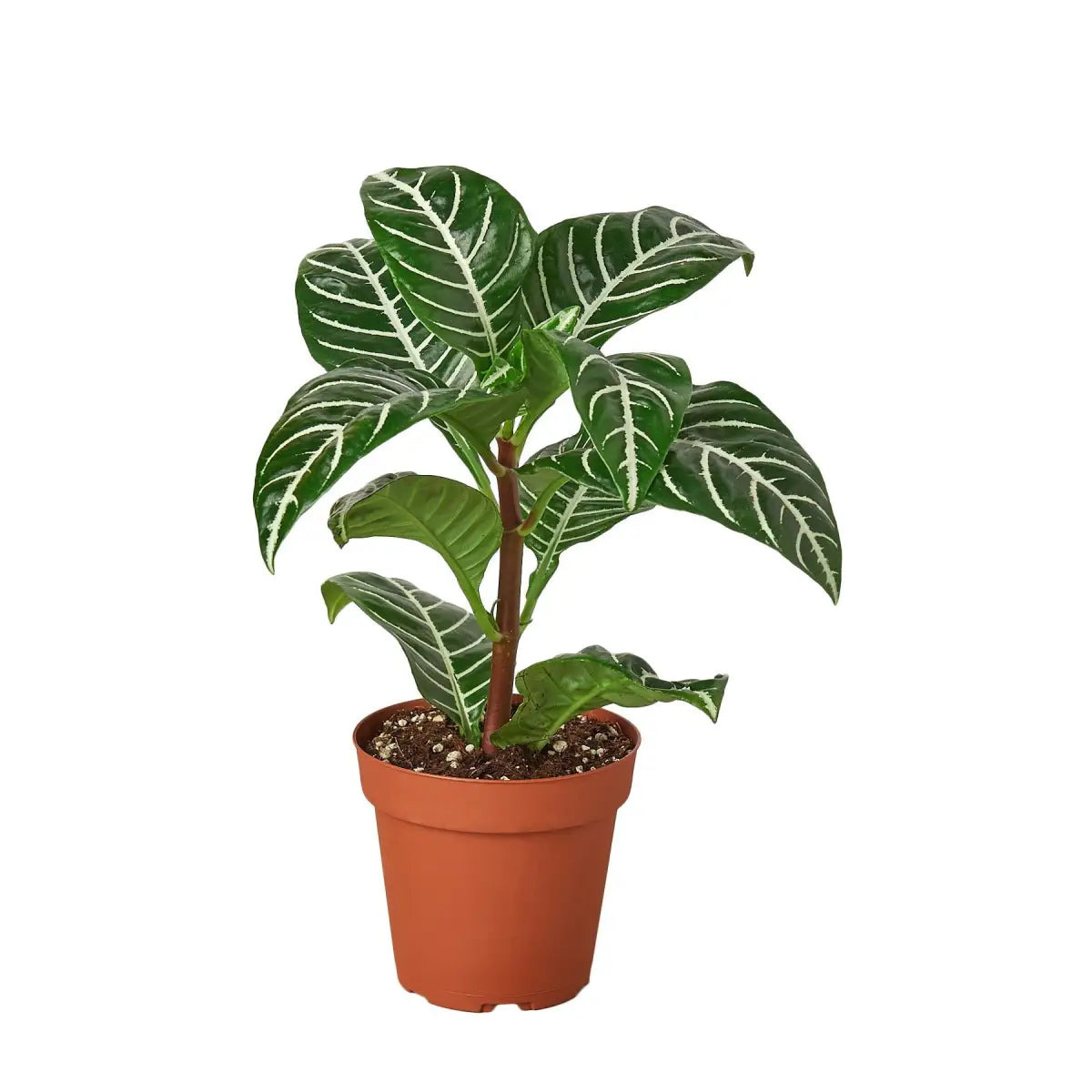 Zebra Plant - ’Aphelandra’ - House Plant Shop