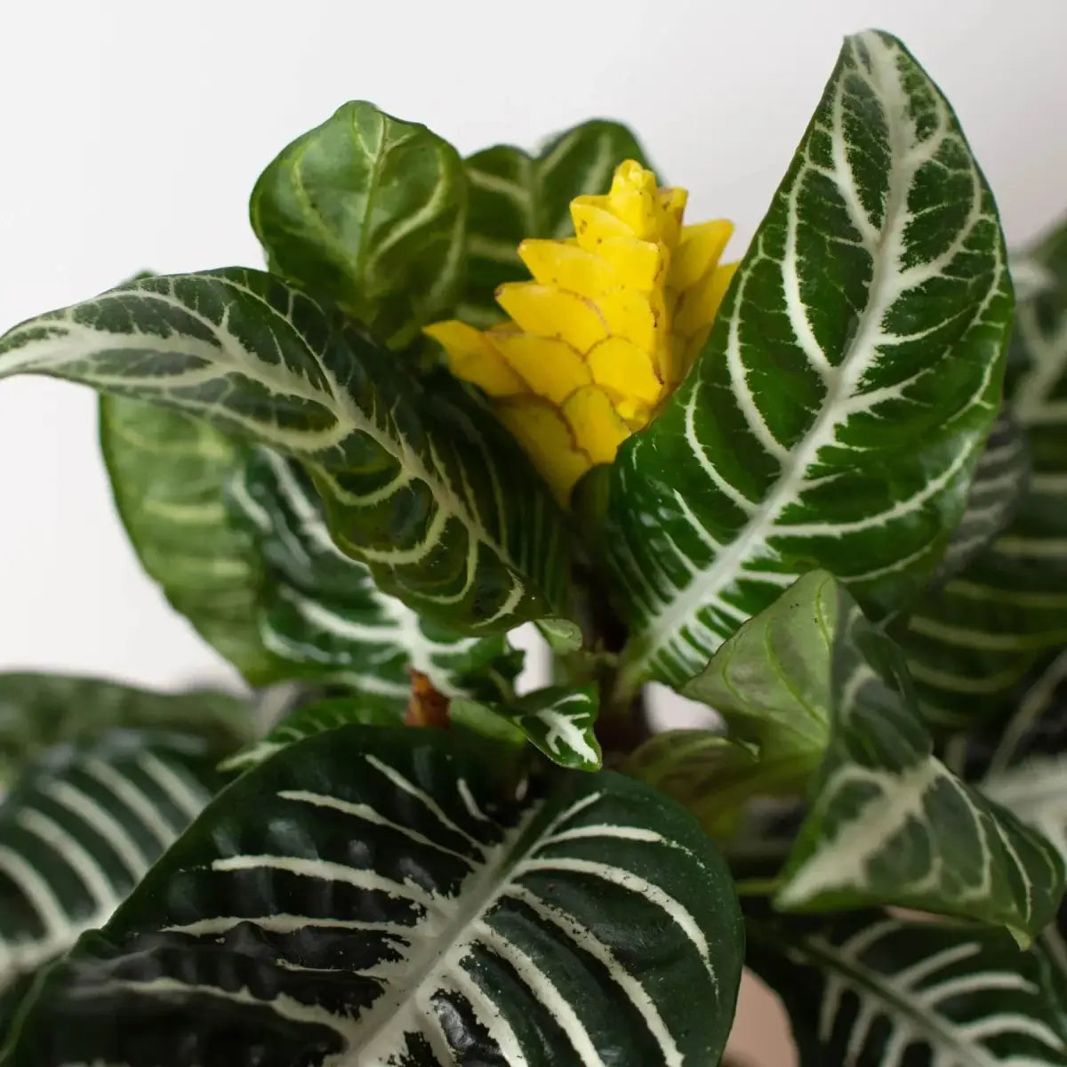 Zebra Plant - ’Aphelandra’ - House Plant Shop
