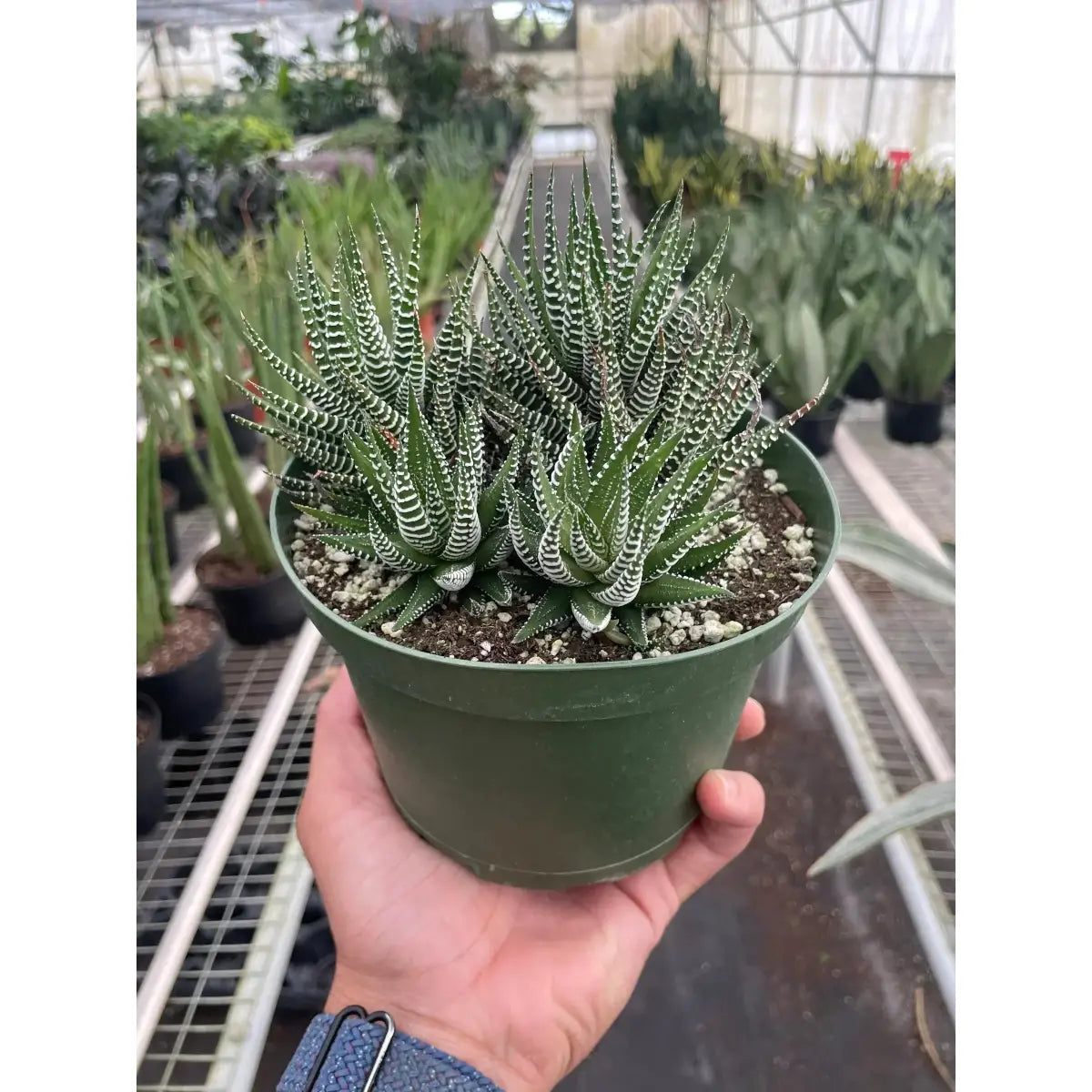 Zebra Succulent Plant - House Plant Shop