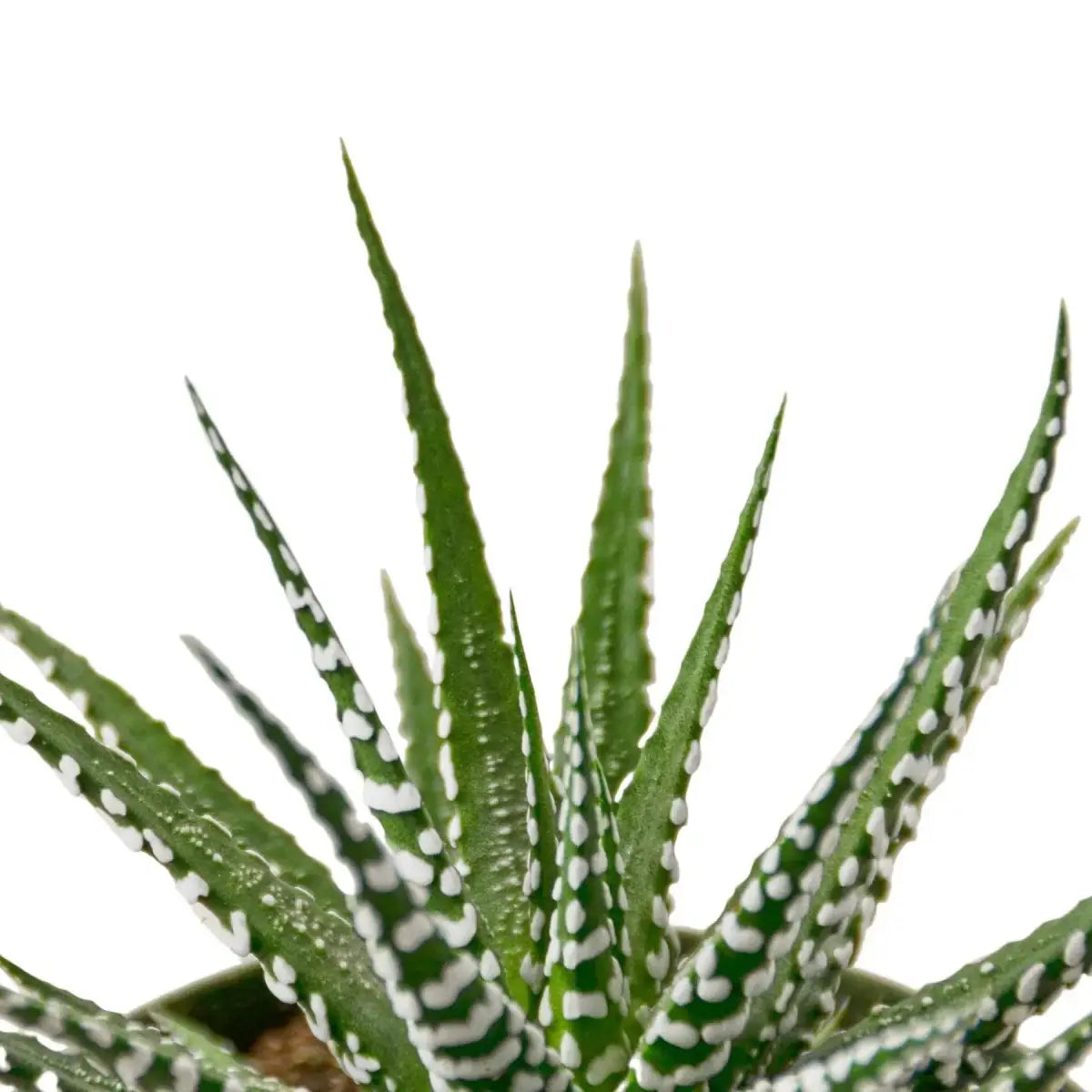 Zebra Succulent Plant - 3’’ Pot - House Plant Shop