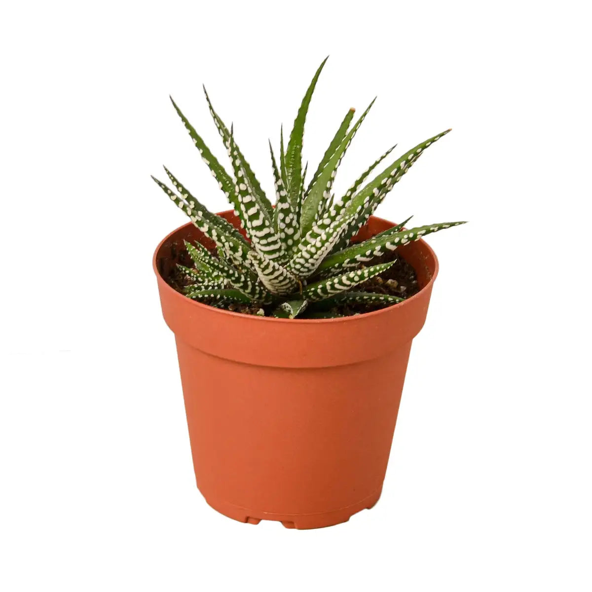 Zebra Succulent Plant - House Plant Shop