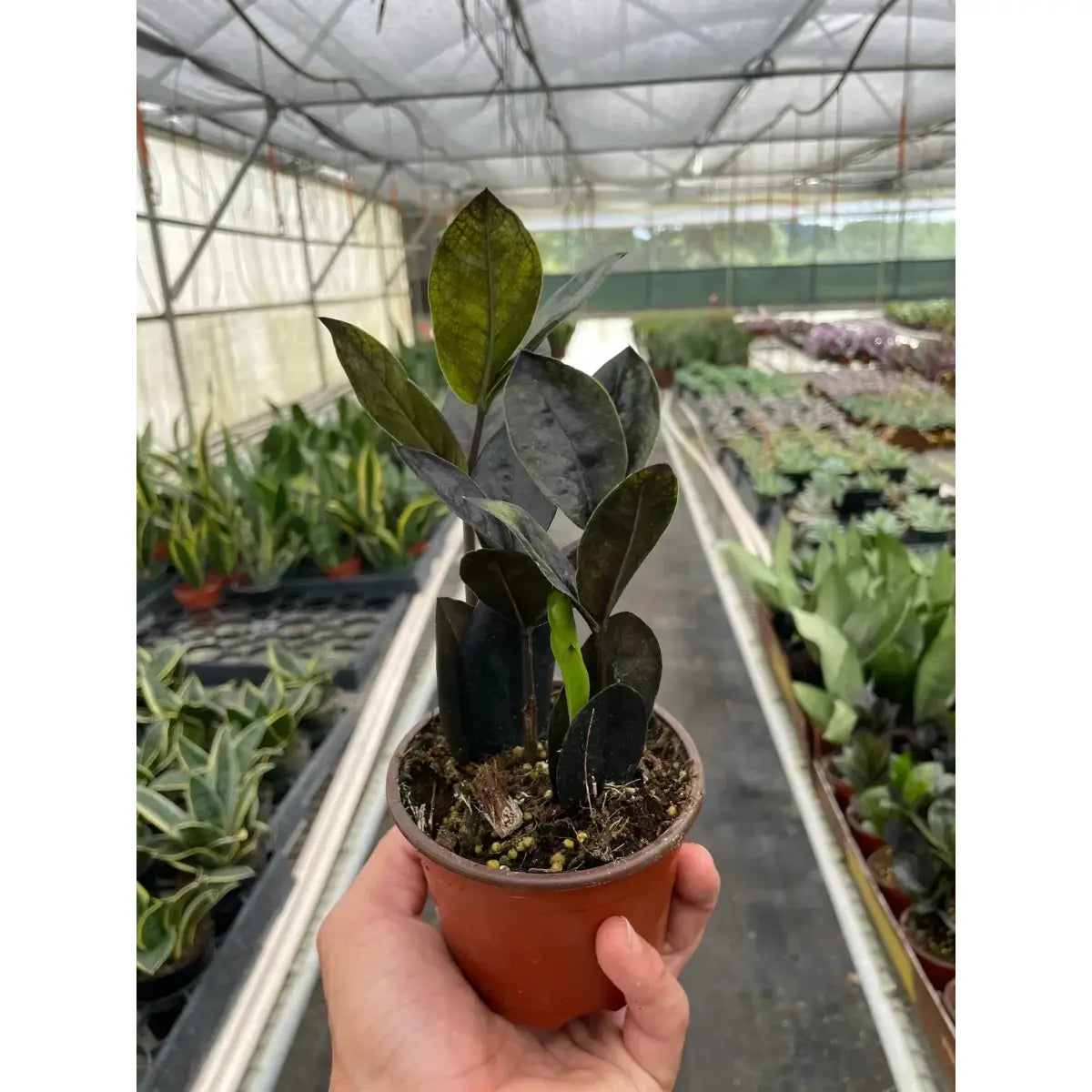 ZZ Plant - Zamioculcas ’Black Queen’ - House Plant Shop