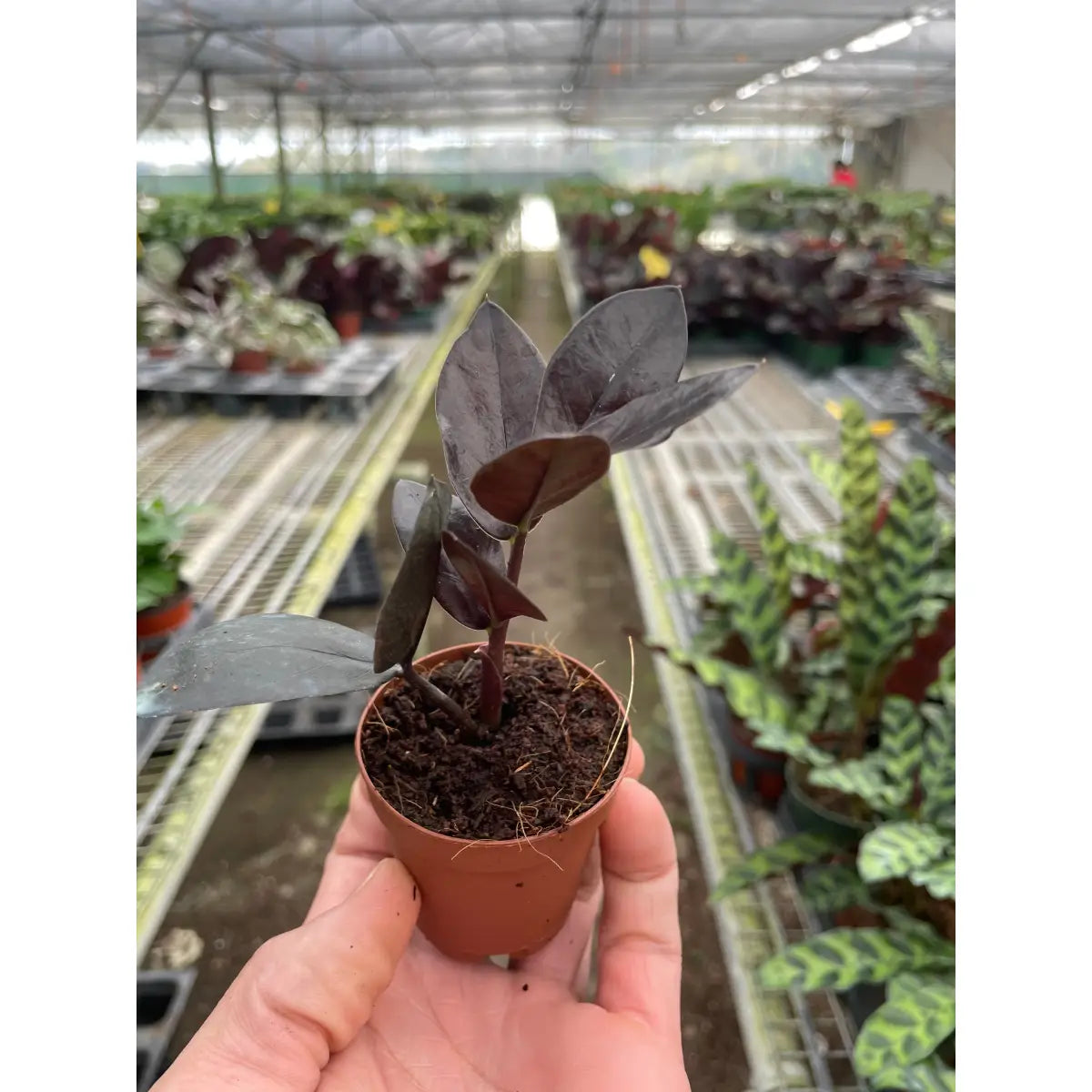 ZZ Plant - Zamioculcas ’Black Queen’ - House Plant Shop