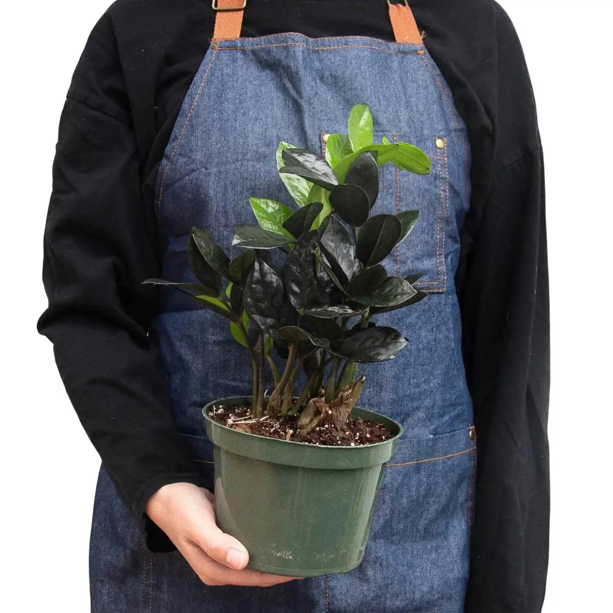 ZZ Plant - Zamioculcas ’Black Queen’ - House Plant Shop