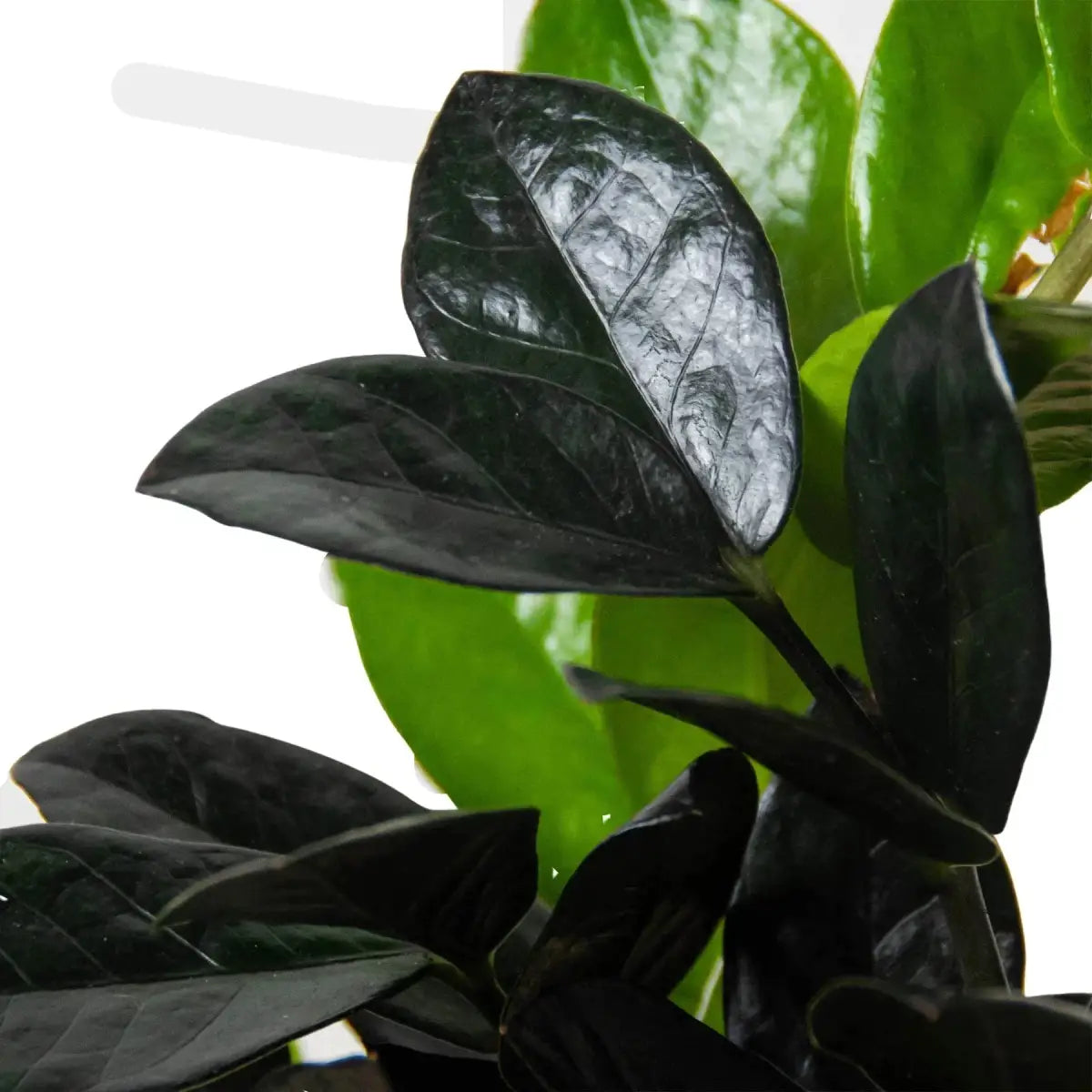 ZZ Plant - Zamioculcas ’Black Queen’ - Nursery Pot / 2’’ Pot - House Plant Shop
