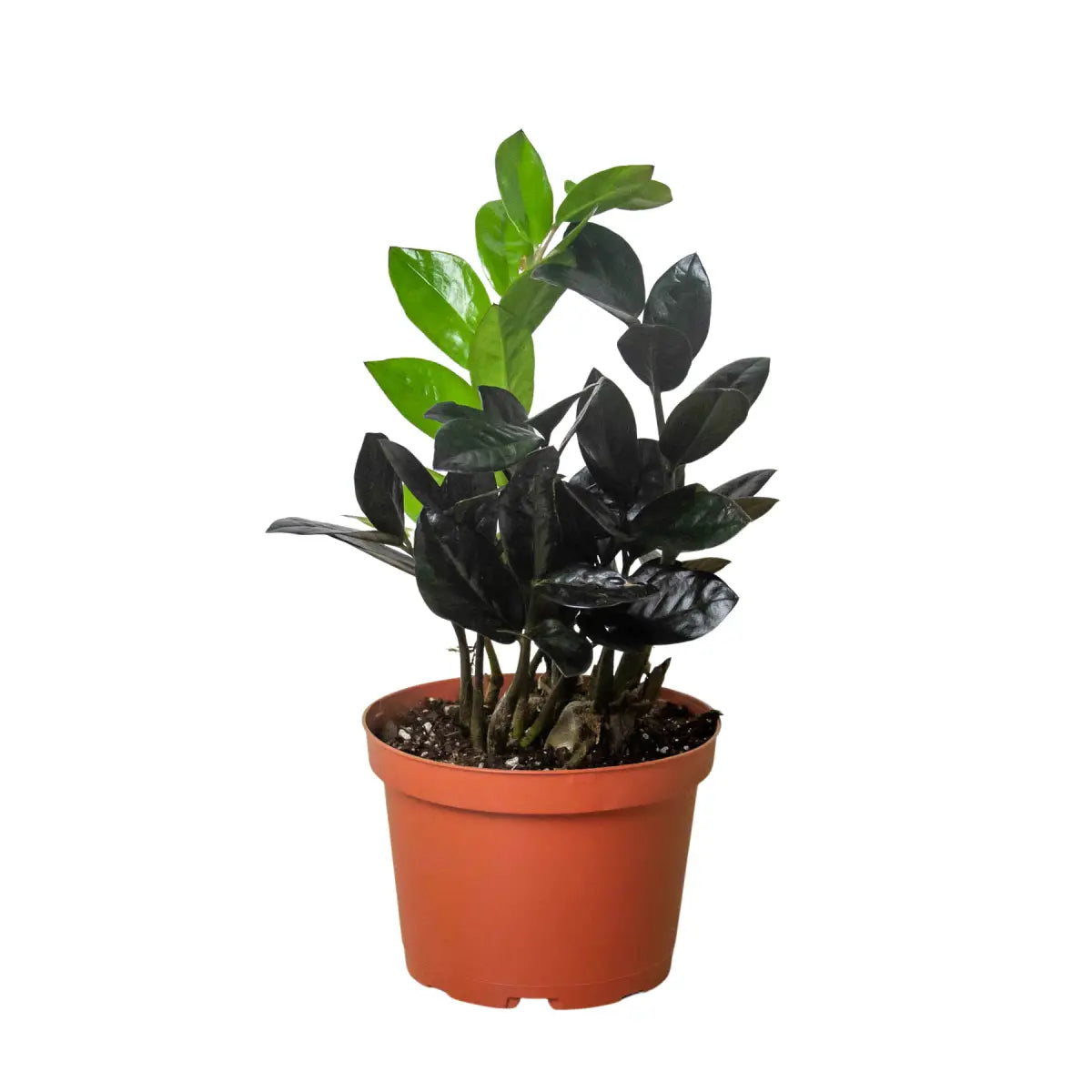 ZZ Plant - Zamioculcas ’Black Queen’ - House Plant Shop